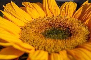 Close up photo of a sunflower in vivid detail.