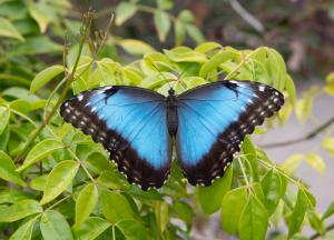 Blue morpho butterfly from Costa Rica with large blue wings outlined in black