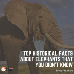 Top historical facts about elephants that you didn't know