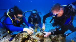 Guy Harvey Ocean Foundation coral planting