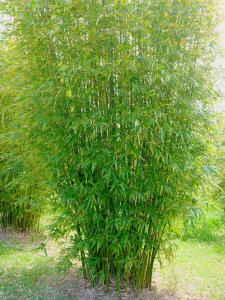 Gracilis bamboo for screening and privacy supplied by Bamboo Park