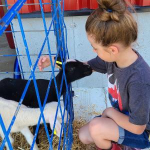 Girl Petting Lamb at Ovino Dairy Sheep Farm