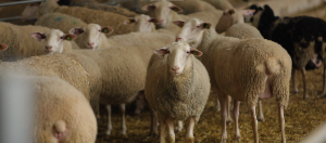 Sheep at Ovino Dairy Sheep Farm