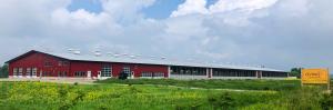 Ovino Dairy Sheep Farm Street Image