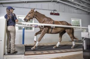 A horse on a high speed treadmill at Exceed Equine's facility in New Egypt NJ