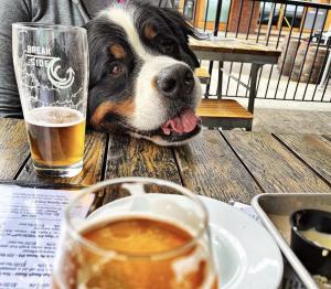 Dog with Pint at Breakside Brewing using brewery passport