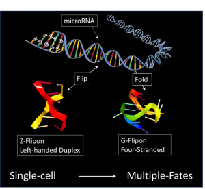 Flipons, miRNAs in early development
