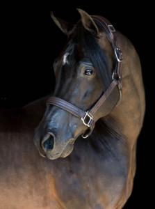 A horse wearing the Protequus Smart Halter