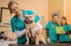 Veterinary Medicine Market