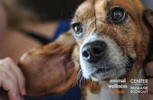 Photo of beagle with the telltale tattoo of medical testing in his or her ear.