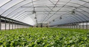 greenhouse-soil-market