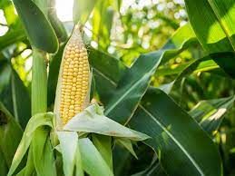 Corn Fibre