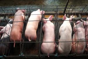 Pigs tightly confined in cages.