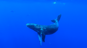 Underwater view of swimming young humpback whale
