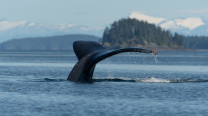 Whale tail rising from ocean waters with fir trees and snowy cliffs behind