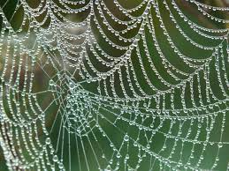 Synthetic Spider Silk Market