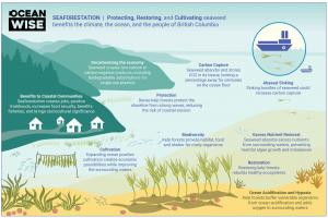 Kelp forests provide significant benefits to the environment, society and people in British Columbia.