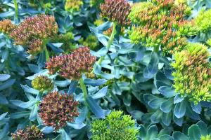 Rhodiola rosea blooms on Wilderland Botanicals Farm