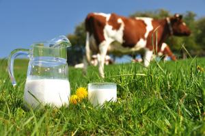 Global A2 Milk Market
