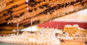 GenuHoney certification means this honey being harvested is the same pure honey that’s in the jar