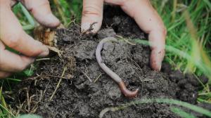 Earthworm Farming Market Analysis