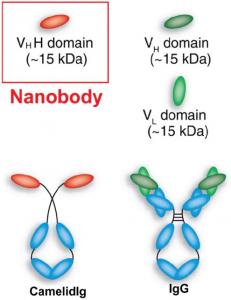 Nanobodies