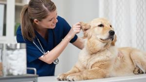 Veterinary Services Market