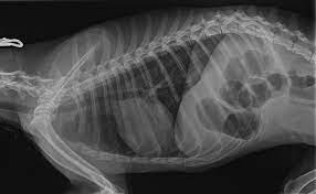 Veterinary Radiography Systems Market