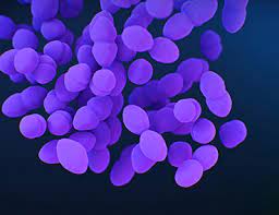 Drugs for Vancomycin-Resistant Enterococcus Faecium Market