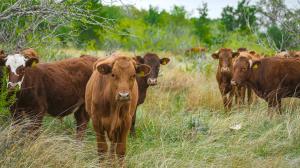 Herd in pasture