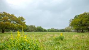 Native flowers in pasture