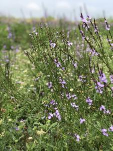 Forage and native flowers in a pasture