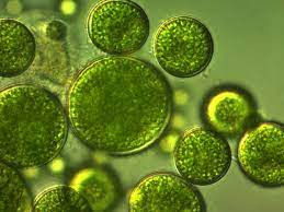DHA from Algae Market Statistics and Technical Analysis