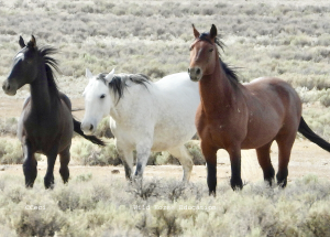 Roundup of 1900 Wild Horses by BLM NV Challenged