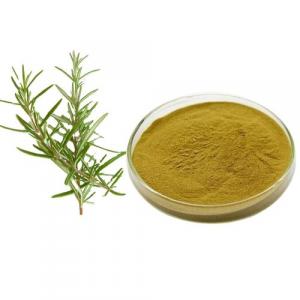 Rosemary Extract Sales Market Size, Share and Analysis