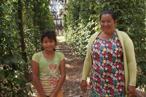 On a Kampot Pepper farm