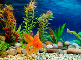 Aquarium Market Geographic Segmentation