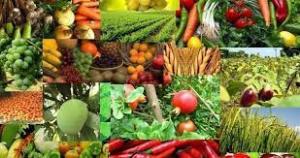 E-commerce of Agricultural Products Market