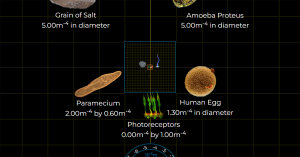 Sample screen image of microorganisms from Magnifying the Universe