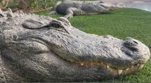 The Iconic American Alligator