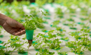 Hydroponics Market