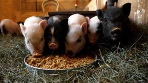 These baby potbellied pigs will grow much larger as they mature.