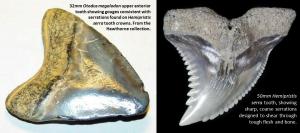 Baby Megalodon tooth showing damage from Hemipristis (Hawthorne Collection) and Hemipristis tooth. (Megalodon tooth photo by: Sharp and Pointy Fossils. Hemipristis tooth photo by: Tony Perez - Fossils Online)