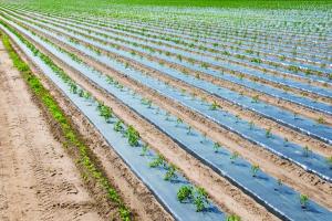 Agricultural Films Market Report