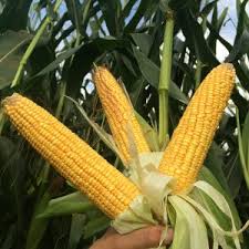Silage Corn Seed Market Demand Supply