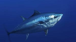 Tuna Market Report