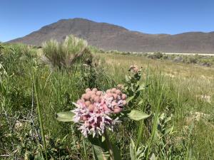 Milkweed, essential to the endangered Monarch butterfly