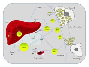 Dyslipidemia Drugs Market