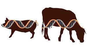 Animal Genetics Market