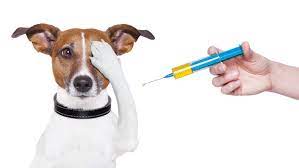 Companion Animal Vaccines Market Industry Forecast